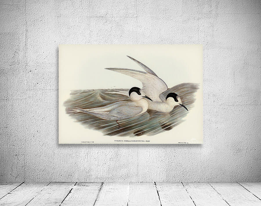 White Fronted Tern Wall Preview