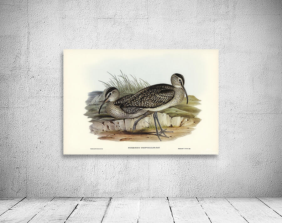 Whimbrel Wall Preview