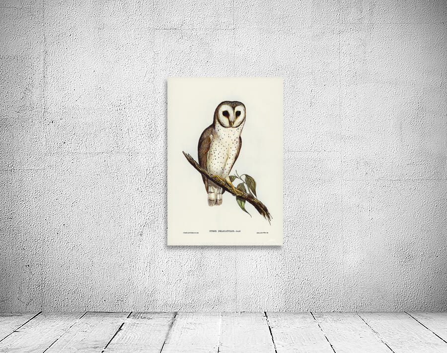 Western Barn Owl Wall Preview