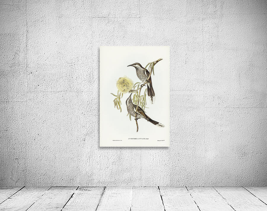 Western Wattlebird Wall Preview