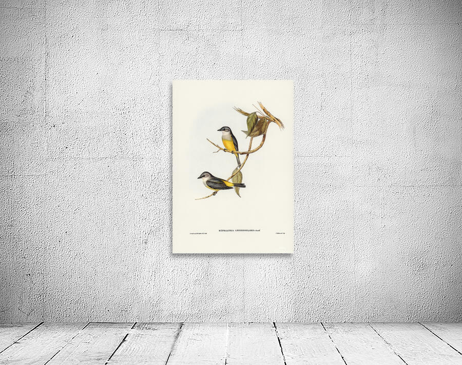 Western Yellow Robin Wall Preview
