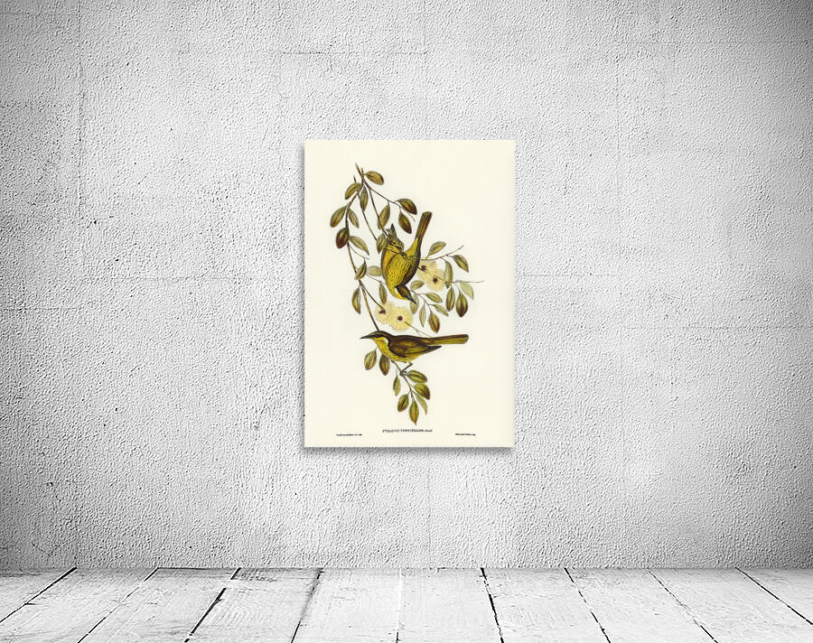 Varied Honeyeater Wall Preview