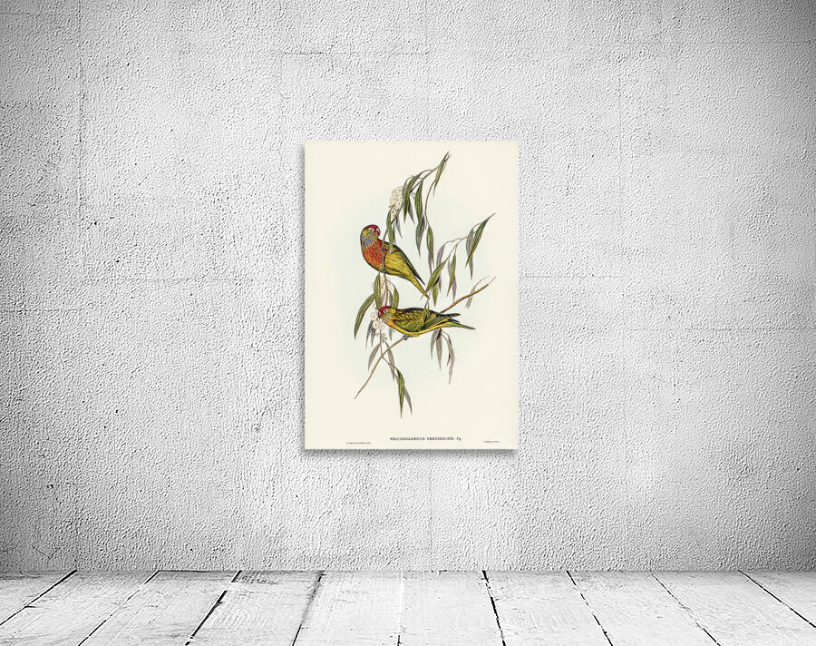 Varied Lorikeet Wall Preview