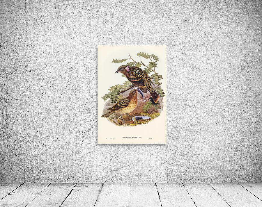 Western Bowerbird Wall Preview