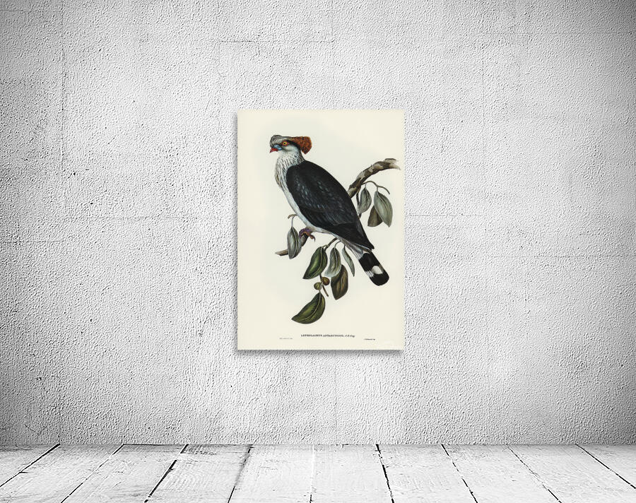 Topknot Pigeon Wall Preview