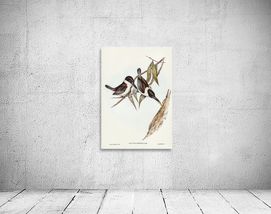 Torresian Kingfisher Wall Preview