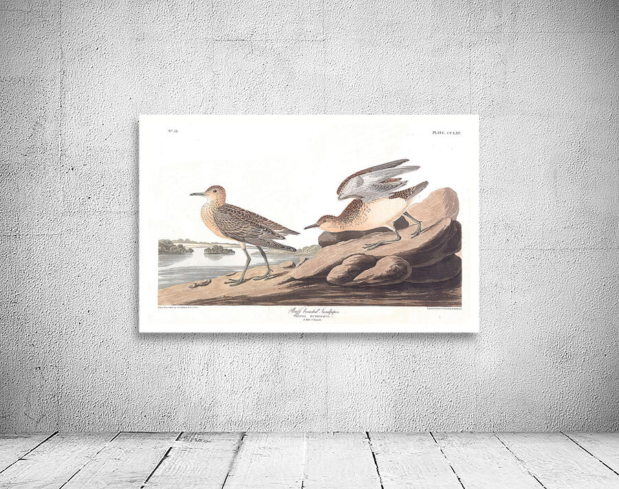 Plate 265 Buff Breasted Sandpiper Wall Preview