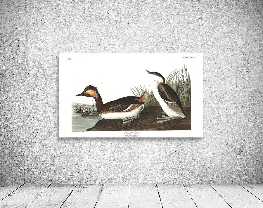 Plate 404 Eared Grebe Wall Preview