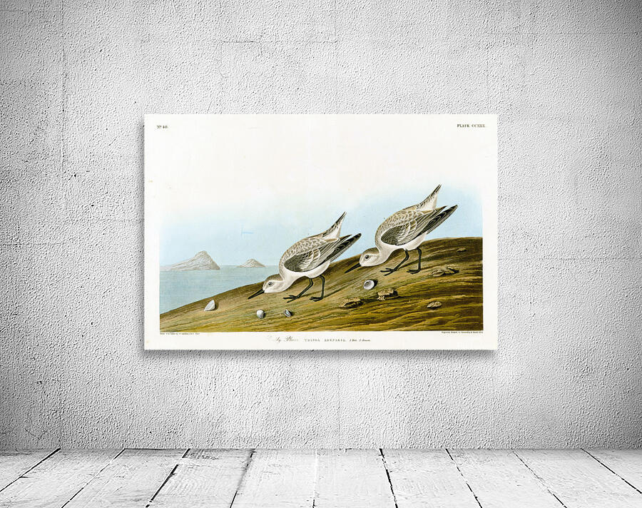 Plate 230 Sanderling Wall Preview
