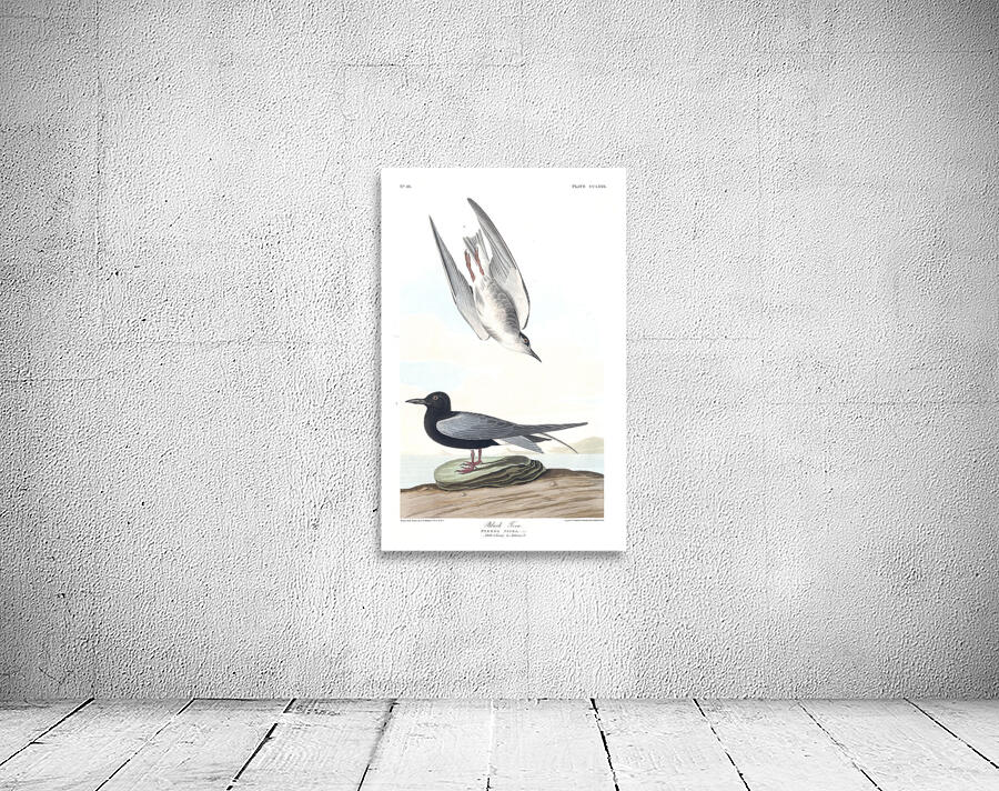 Plate 280 Black Tern Wall Preview