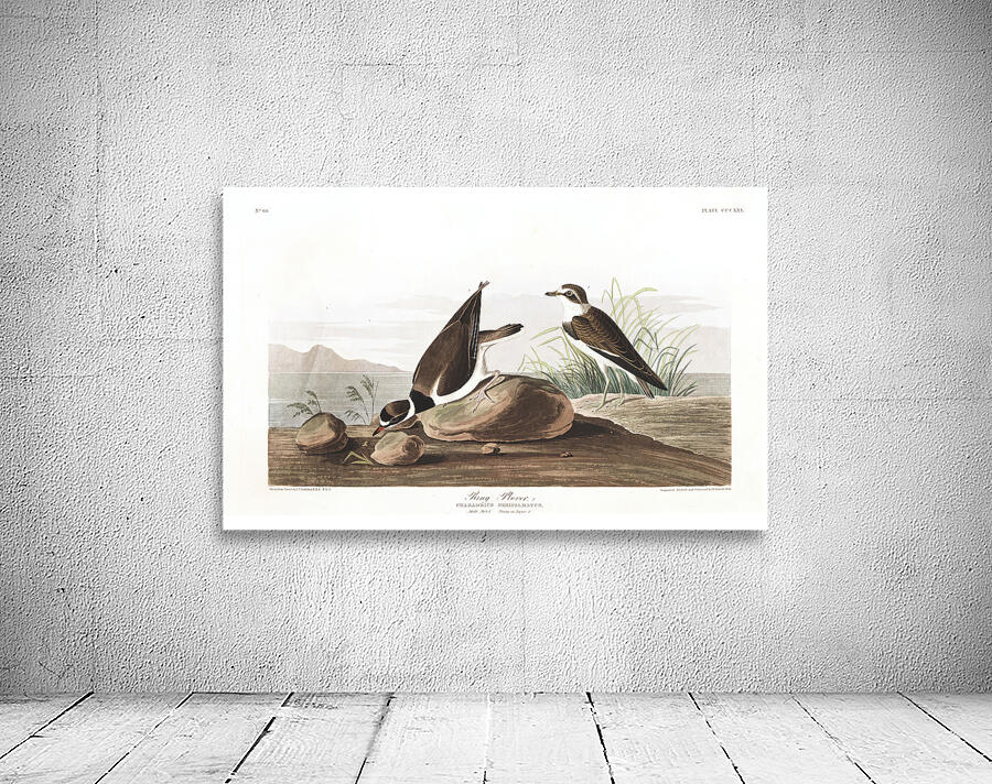 Plate 330 Common Ringed Plover Wall Preview