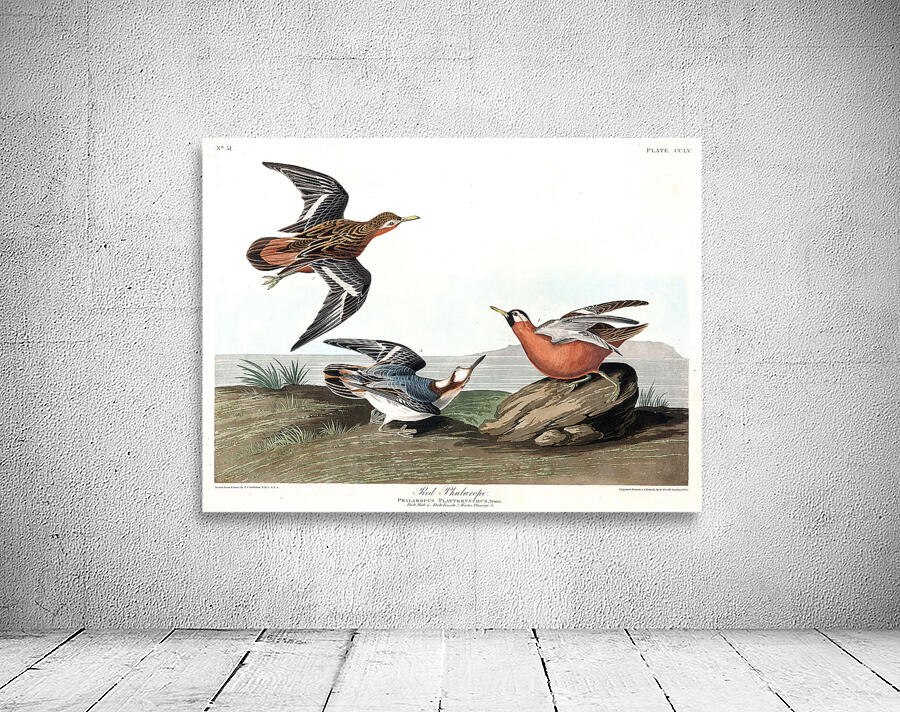 Plate 255 Red Phalarope Wall Preview