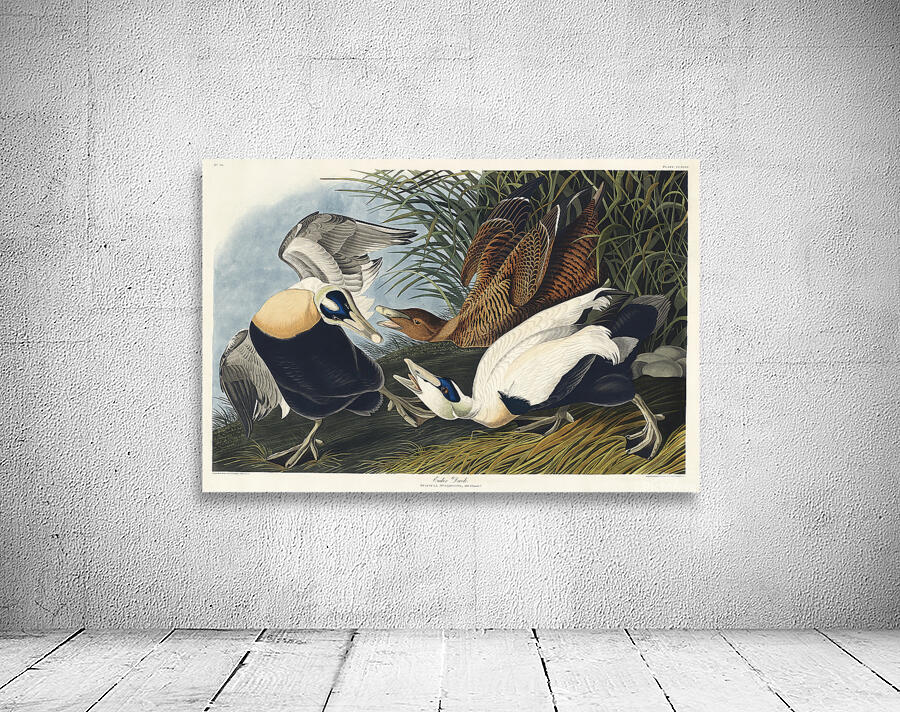 Plate 246 Common Eider Duck Wall Preview