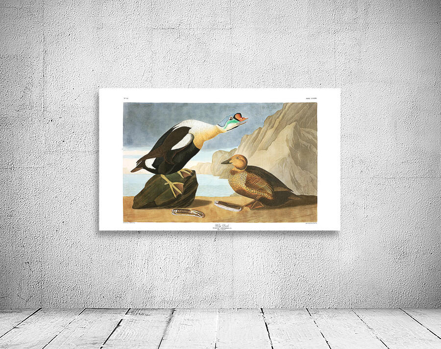 Plate 276 King Eider Duck Wall Preview