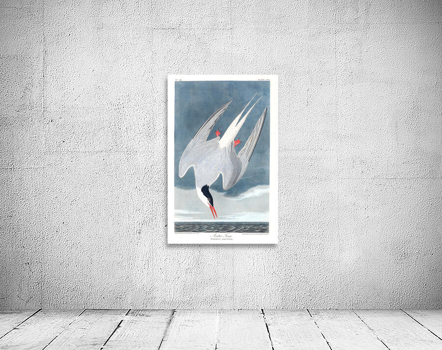Plate 250 Arctic Tern Wall Preview