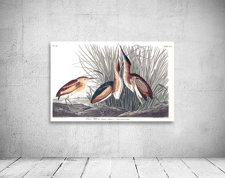 Plate 210 Least Bittern Wall Preview