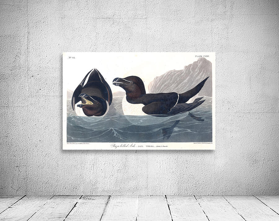 Plate 214 Razorbill Wall Preview