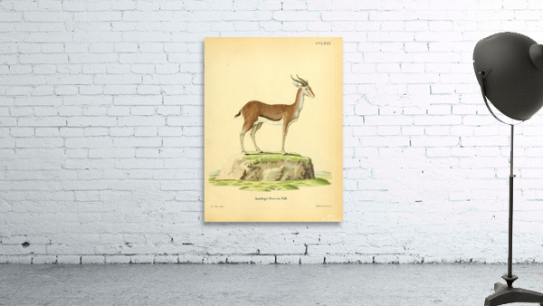 Blesbok or Blesbuck Wall Preview