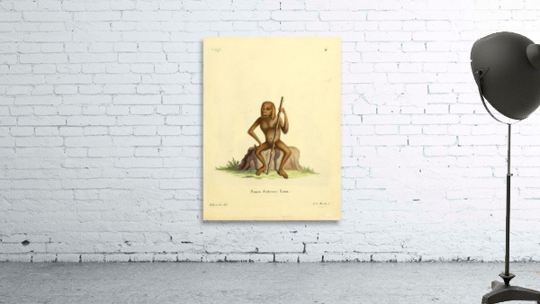 Bornean Orangutan Wall Preview