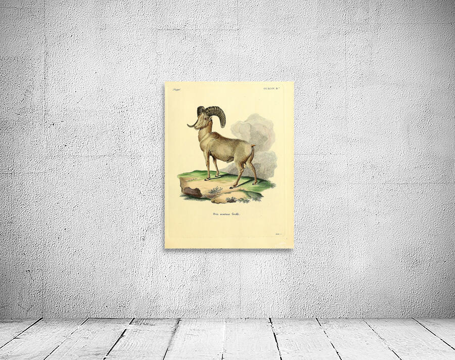 Bighorn Sheep Wall Preview