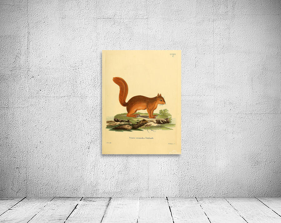Caucasian Squirrel Wall Preview