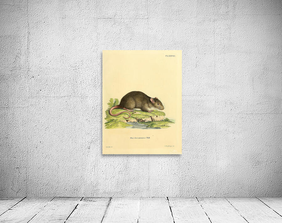 Brown rat 2 Wall Preview