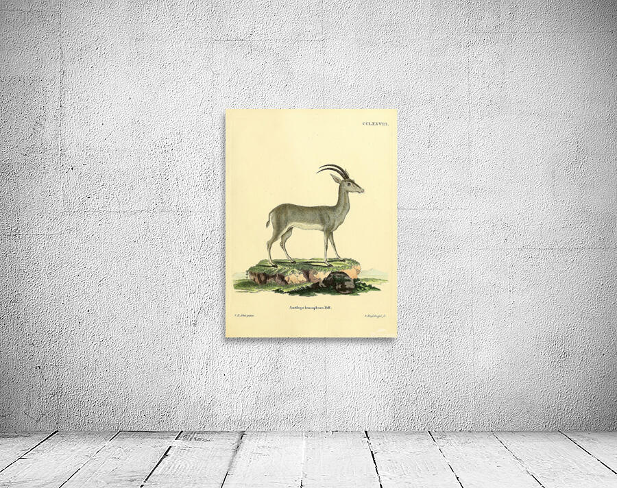 Bluebuck Wall Preview