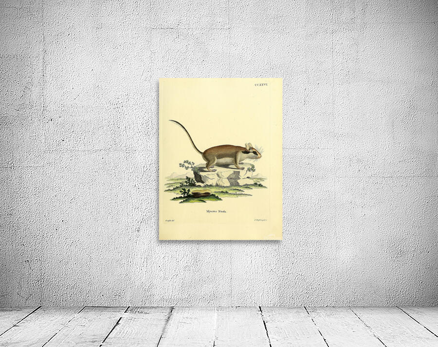 Garden Dormouse Wall Preview