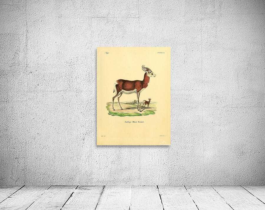Dama Gazelle Wall Preview