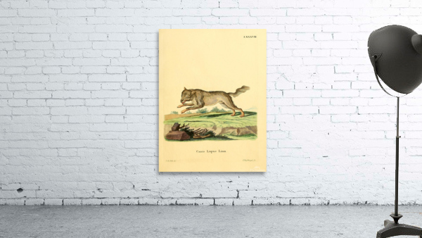 Eurasian Wolf Wall Preview