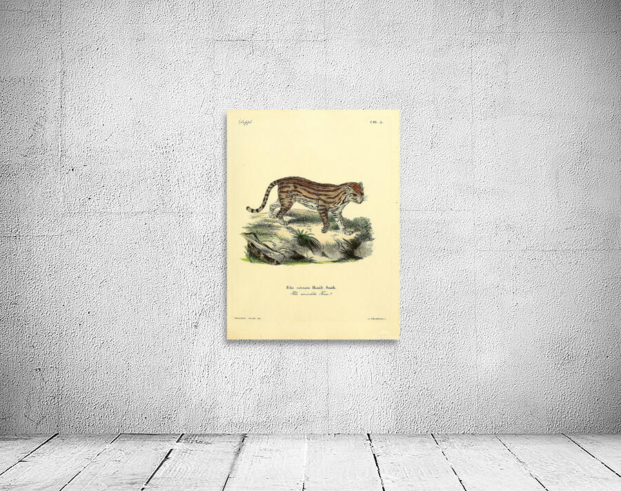 Margay Wall Preview