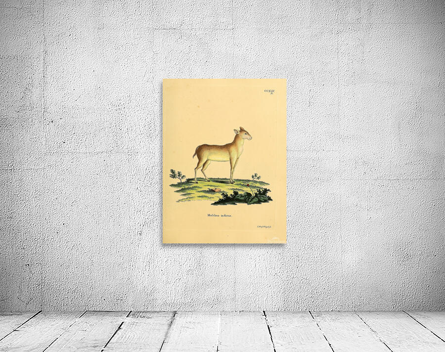 Java Mouse Deer Wall Preview