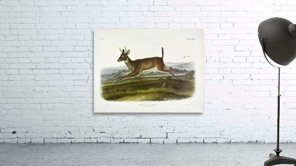 Mule Deer Wall Preview