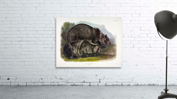 Grizzly Bear Wall Preview