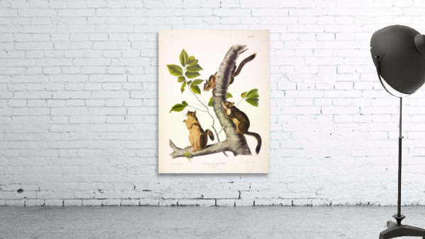 Douglass s Squirrel Wall Preview