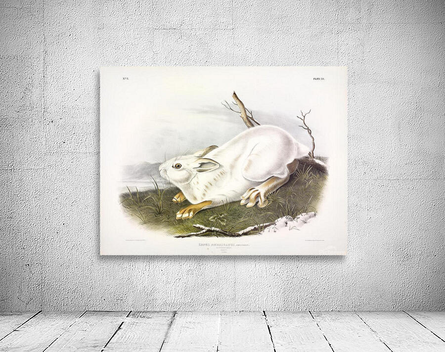 White Northern Hare Wall Preview