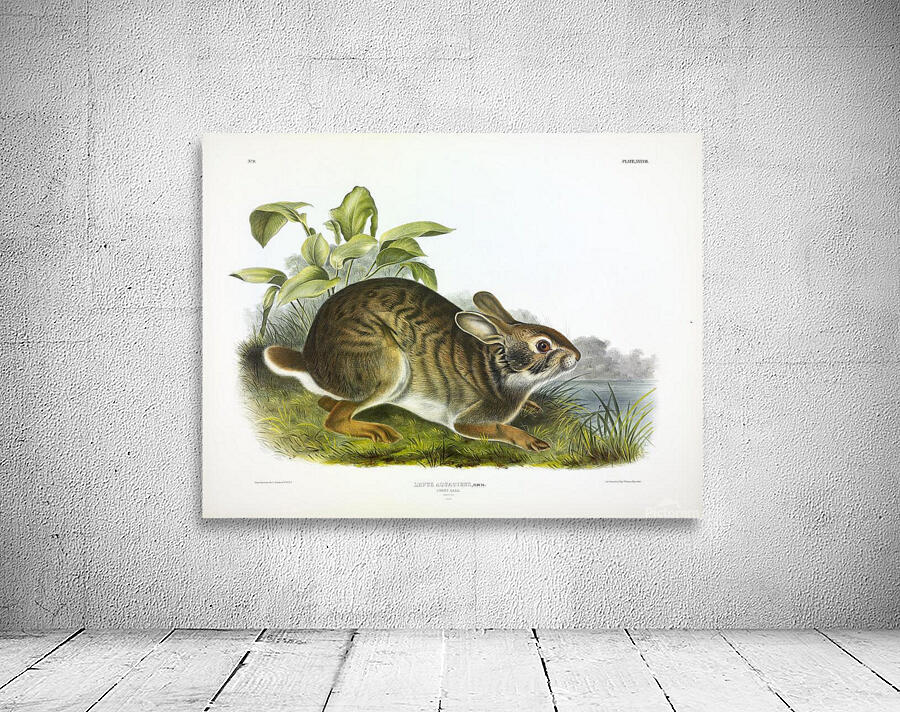 Swamp Hare Wall Preview