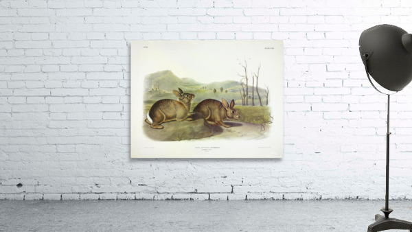 Western Brush Rabbit Wall Preview