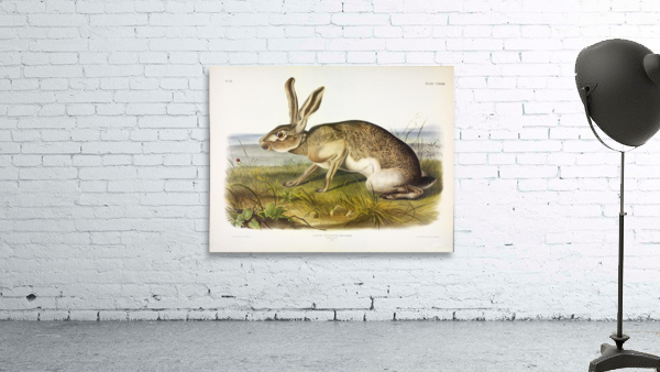 Texian Hare Wall Preview