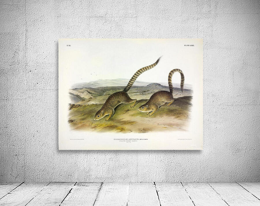Ring Tailed Ground Squirrel Wall Preview
