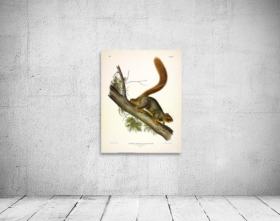 Red Tailed Squirrel Wall Preview