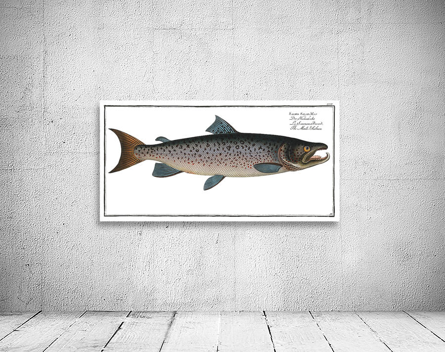 Atlantic Salmon Wall Preview