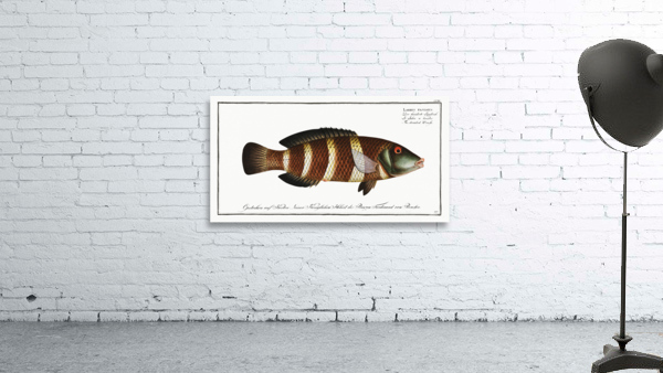 Brown Comber Wall Preview