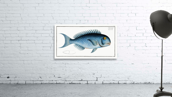 Blue Parrotfish Wall Preview