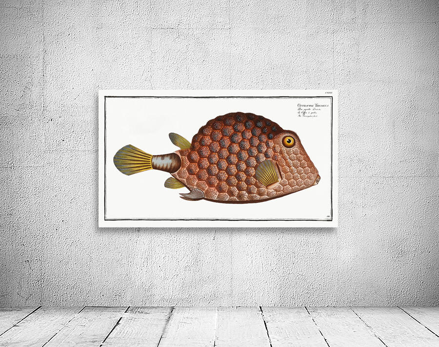 Buffalo Trunkfish Wall Preview