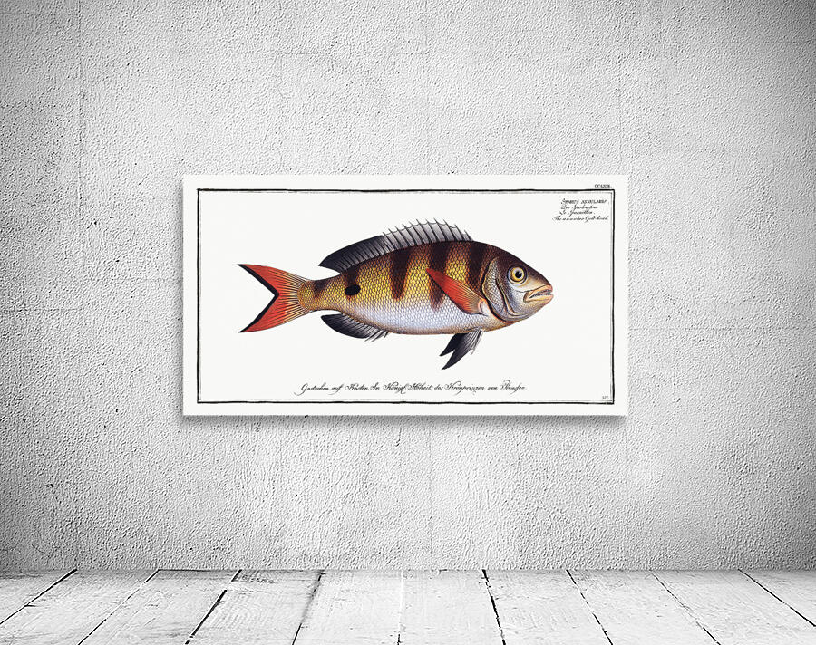 Annular Seabream Wall Preview