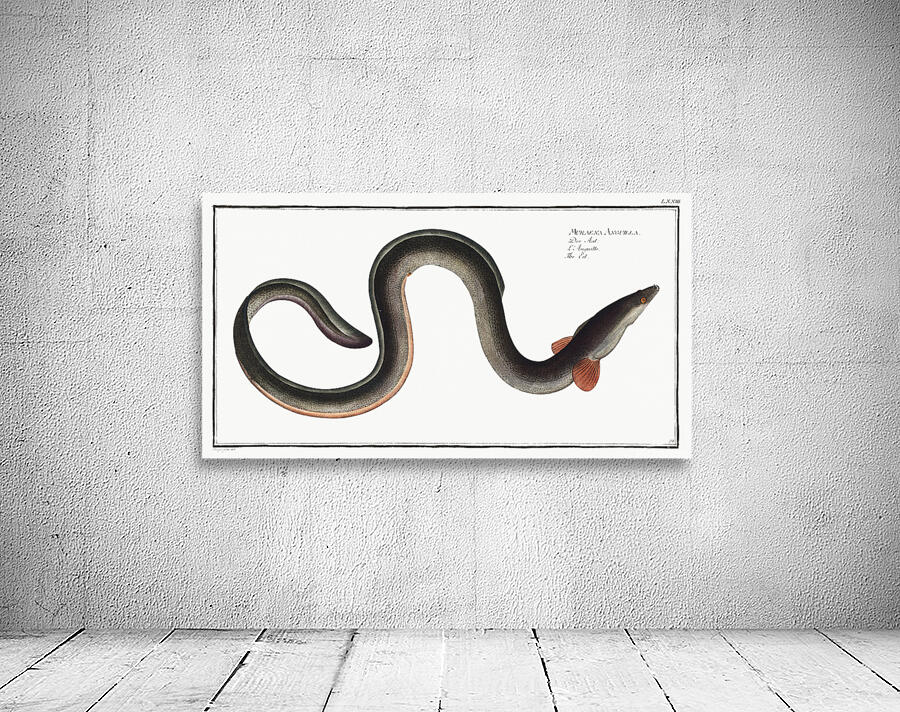 European Eel Wall Preview