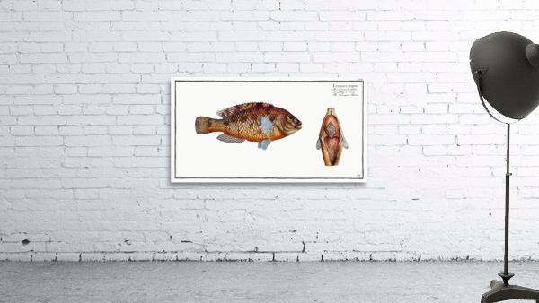 Corkwing Wrasse Wall Preview