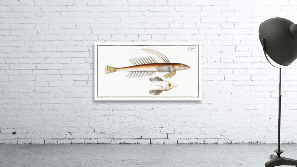 Common Dragonet Wall Preview
