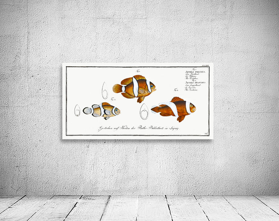 Clownfish Anemonefish Wall Preview